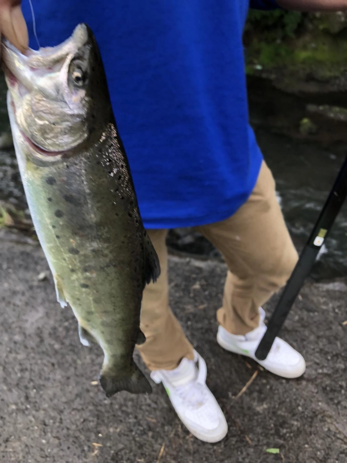 良型アマゴが釣れております！！