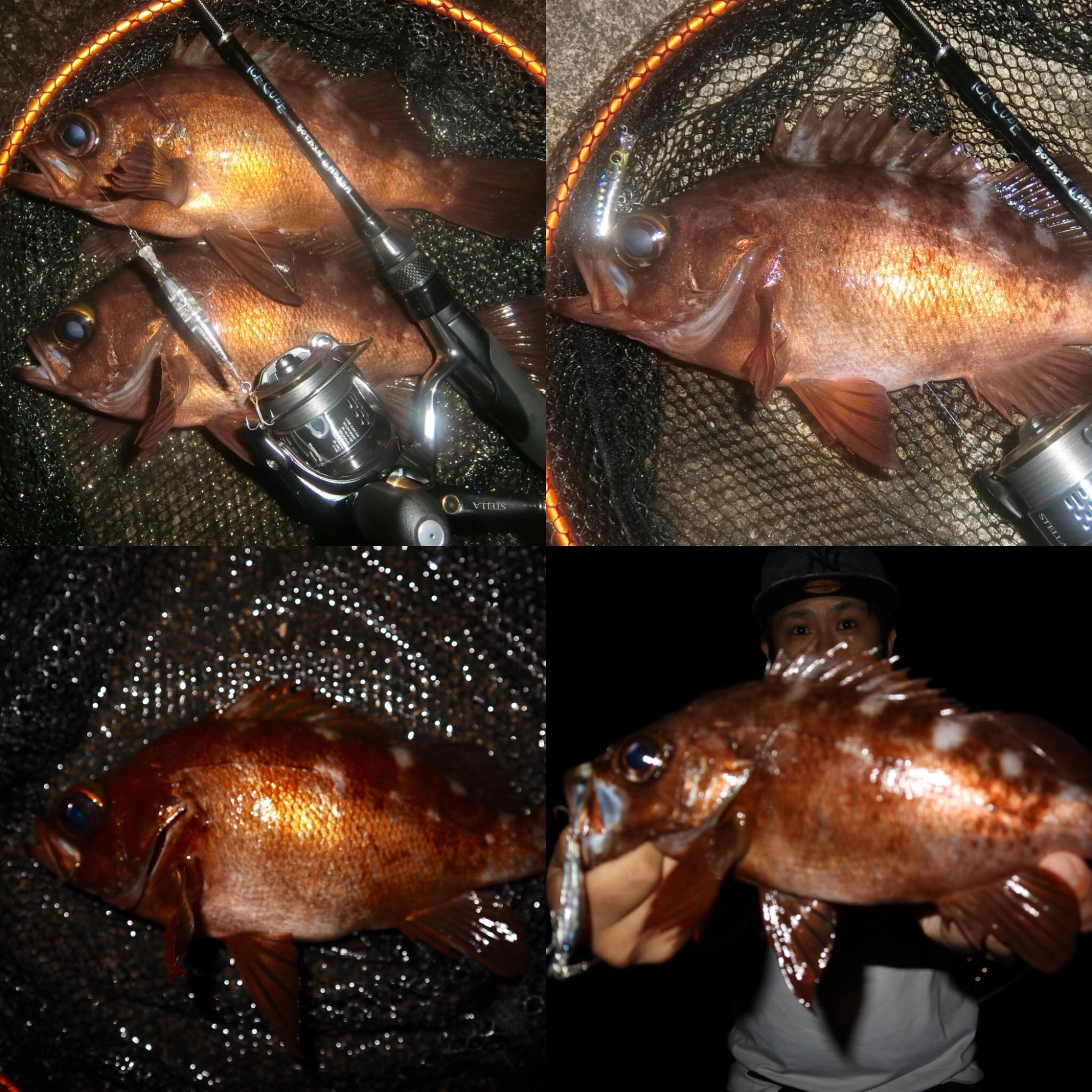 6月の釣果