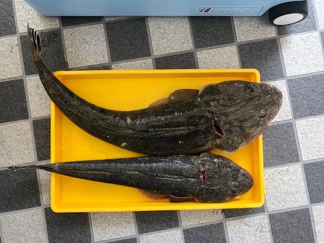 60ｃｍオーバーに加えて52ｃｍのマゴチもゲット！