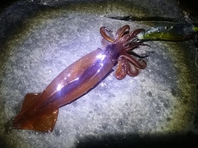 ヤリイカ初