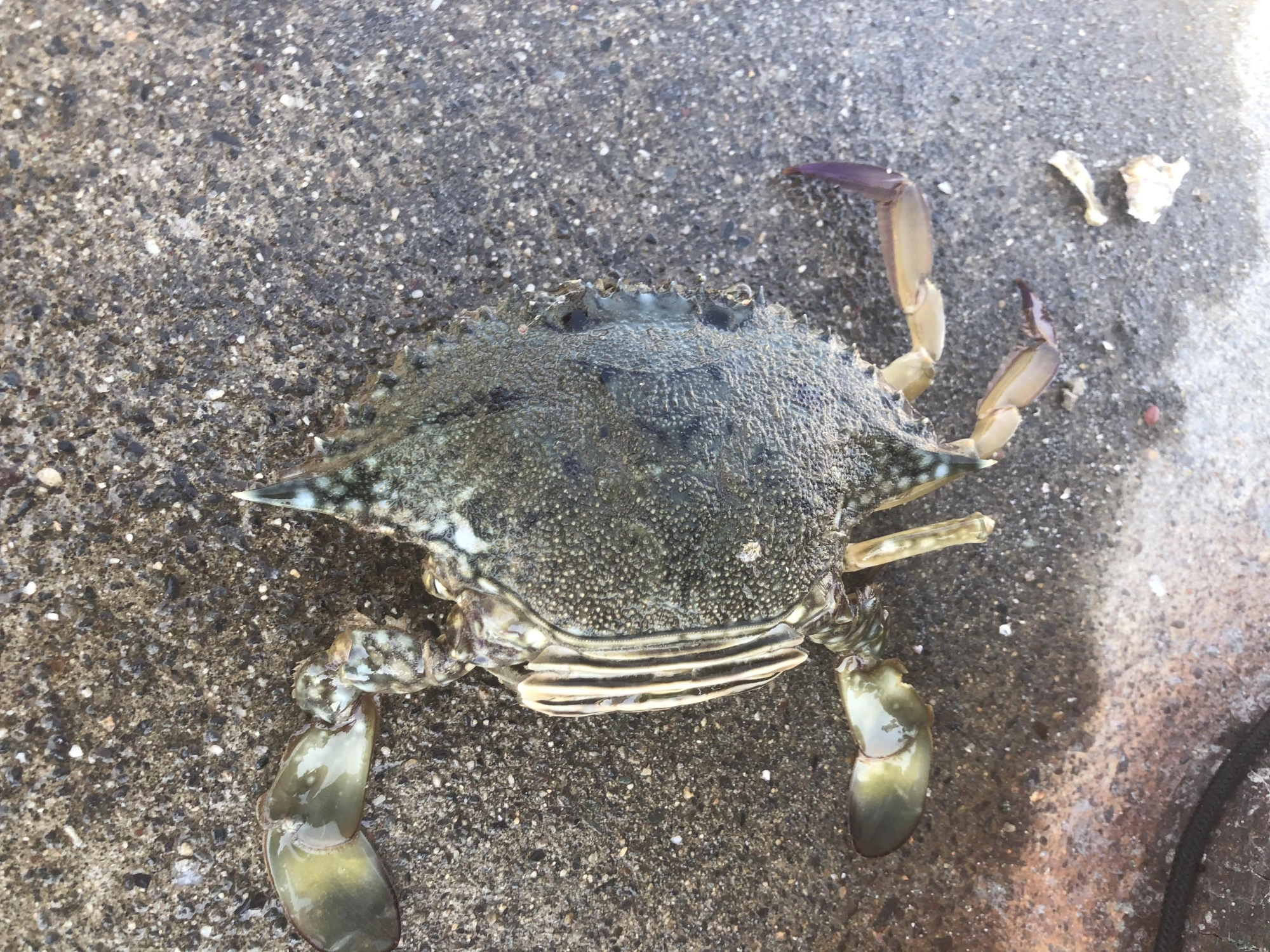カニもちょい投げでつれるんですね！