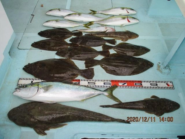 片舷だけの釣果ですッ(^-^)デカマゴチ、ワラサ、肉厚初冬ビラメ、ハマチッ(^-^)