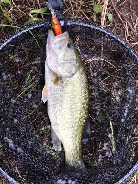 4匹目
megabass　IXI　SHAD　TYPE3　霞マジック
岐阜店　漆畑さん　五三川で55ｃｍの釣果を参考に早巻きで使用しました。