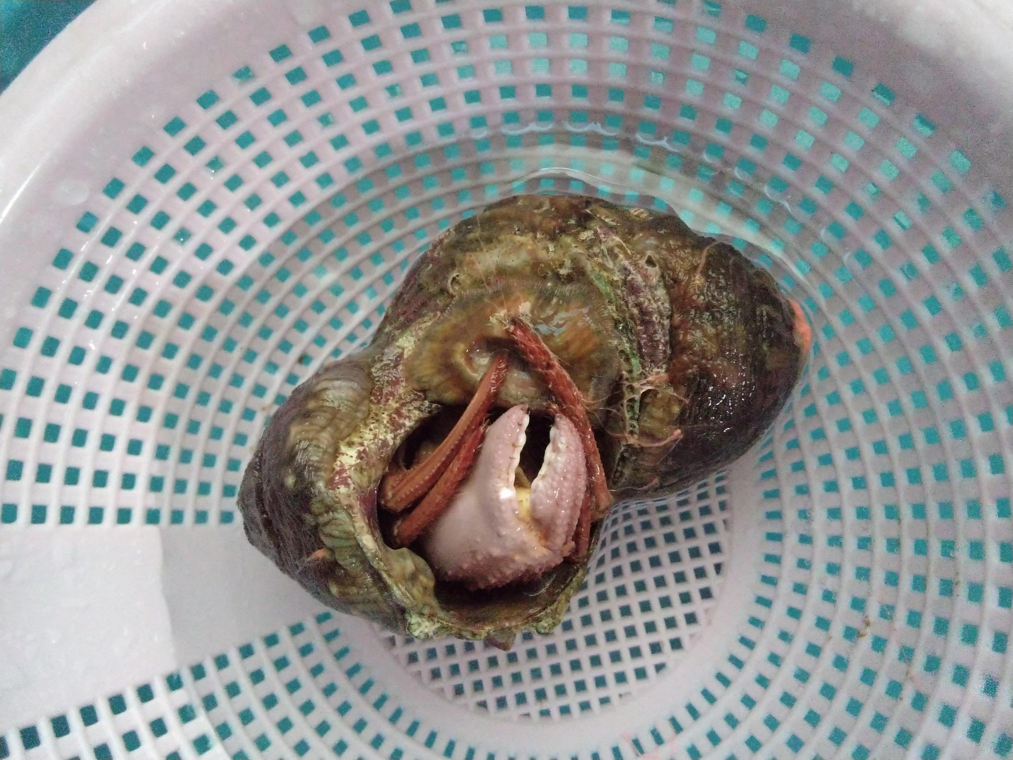 ヤドカリです。竿に感じたことのない重さ。あげてビックリ。