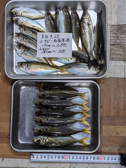 数は少なくも陸からこれだけ釣れればオンノジ