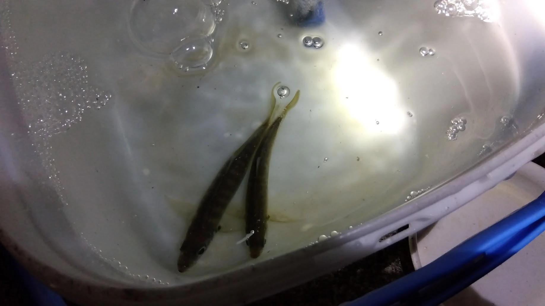 日没までに小魚を確保できず
諦めた帰り道に内湾が気になり足元にサビキを落とすとあっさり鯵２匹確保でした