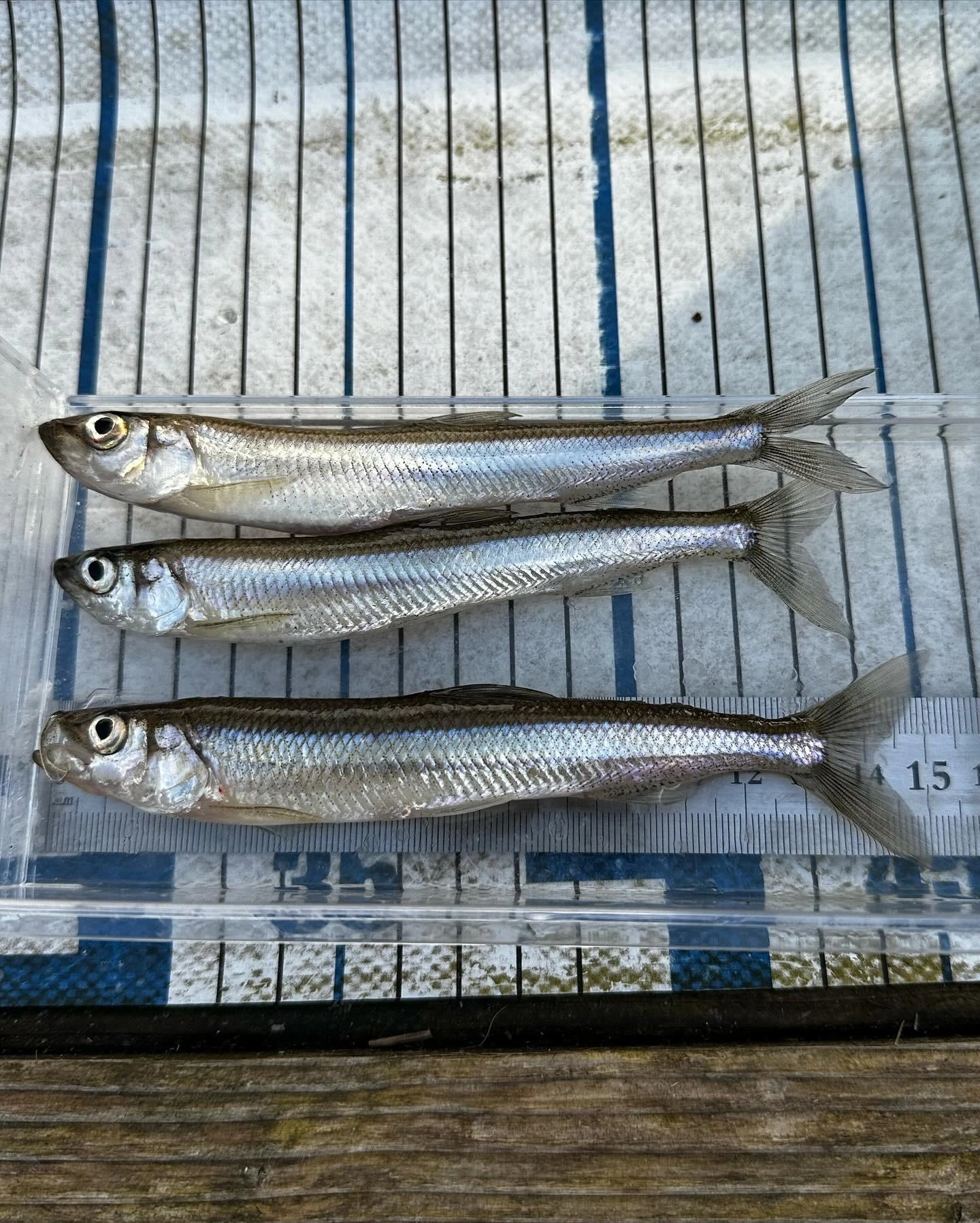 ワカサギサイズは15cm