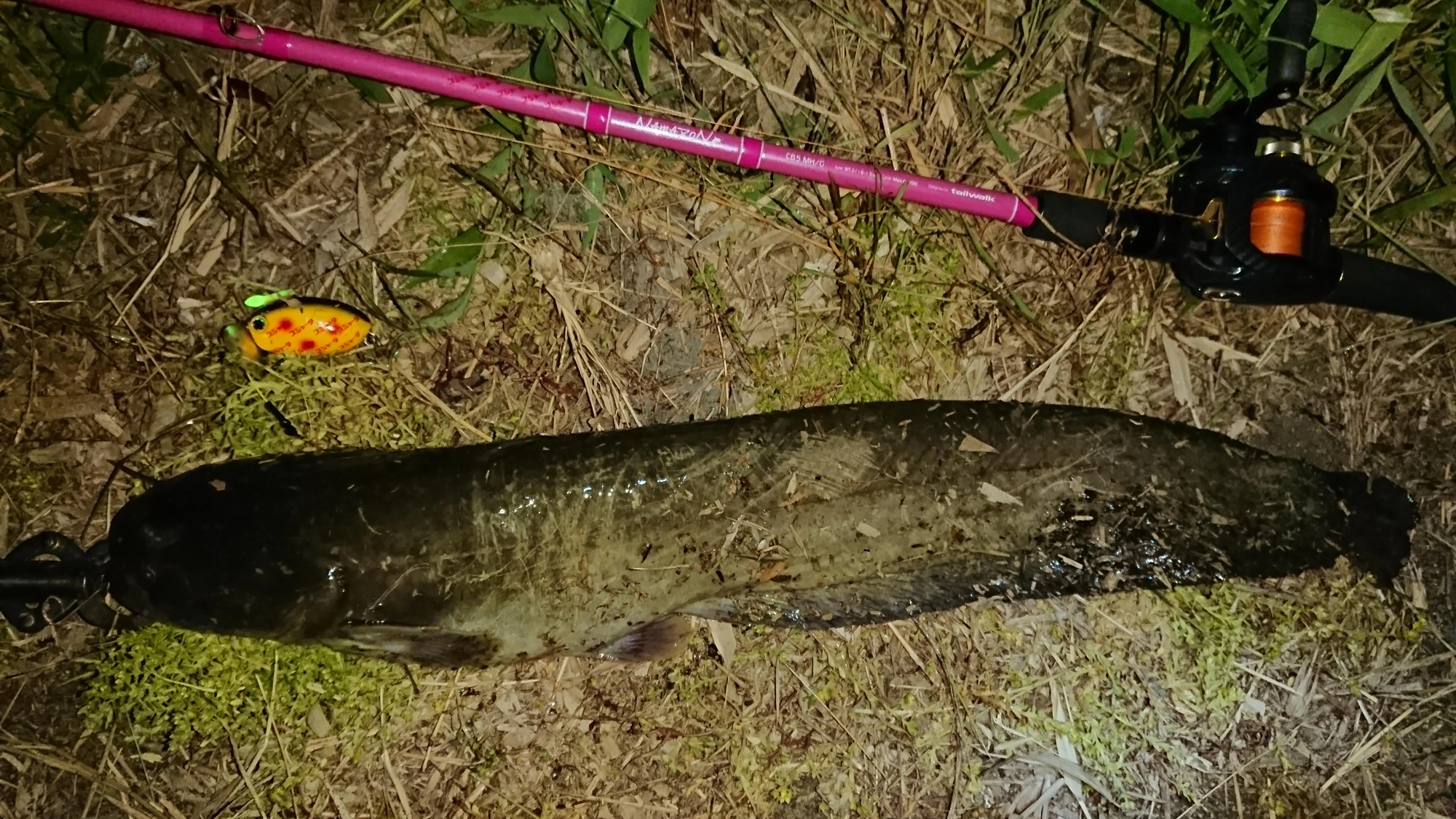 ルアーはザクトクラフト
ザグナ
2投目でヒット！