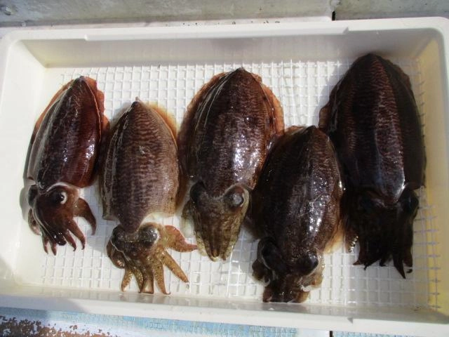 食べ方は色々ありますよぉ〜(о´∀`о)