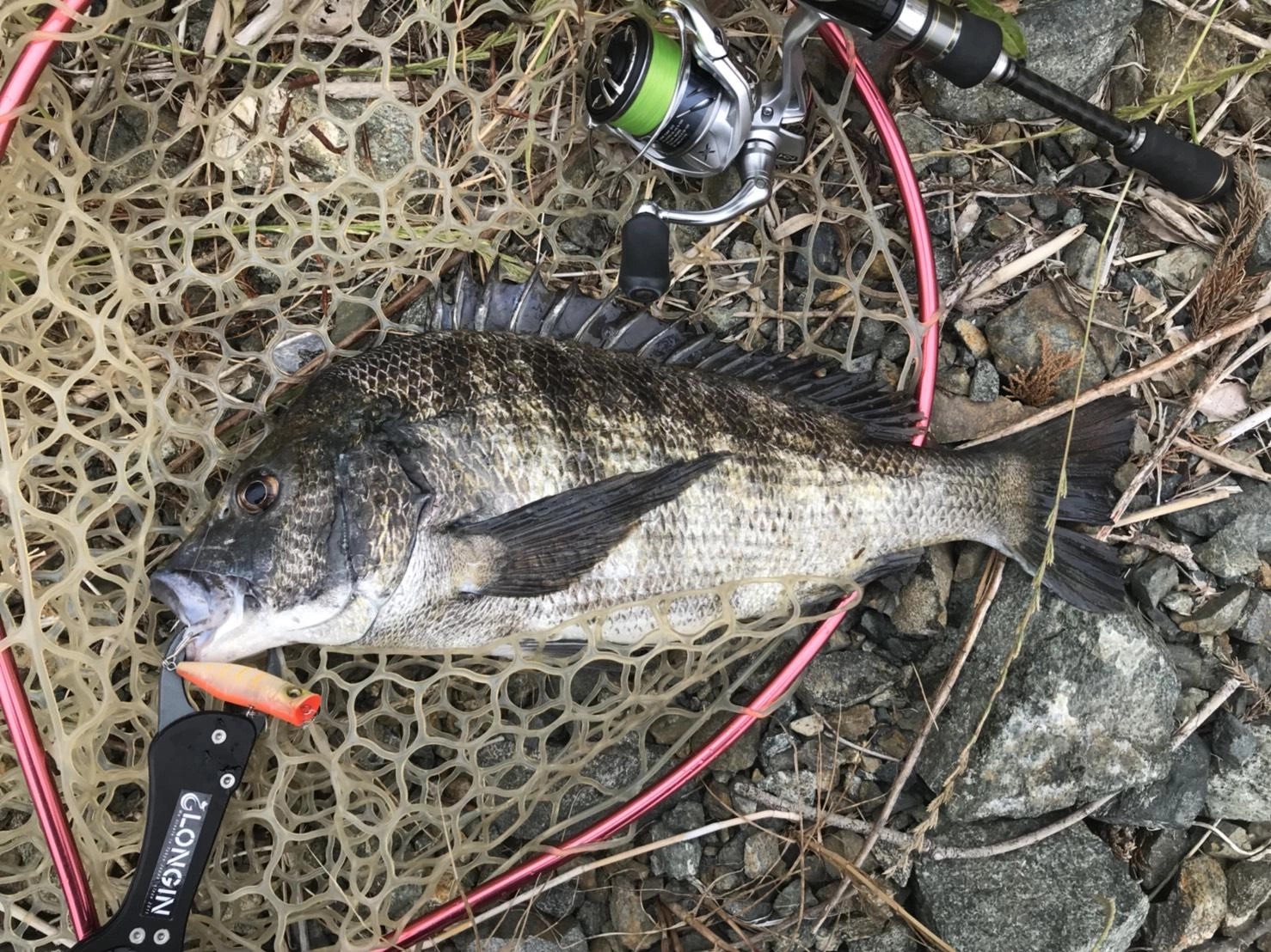 釣り場ではイナッコを追い回しているクロダイが見えたそうです。