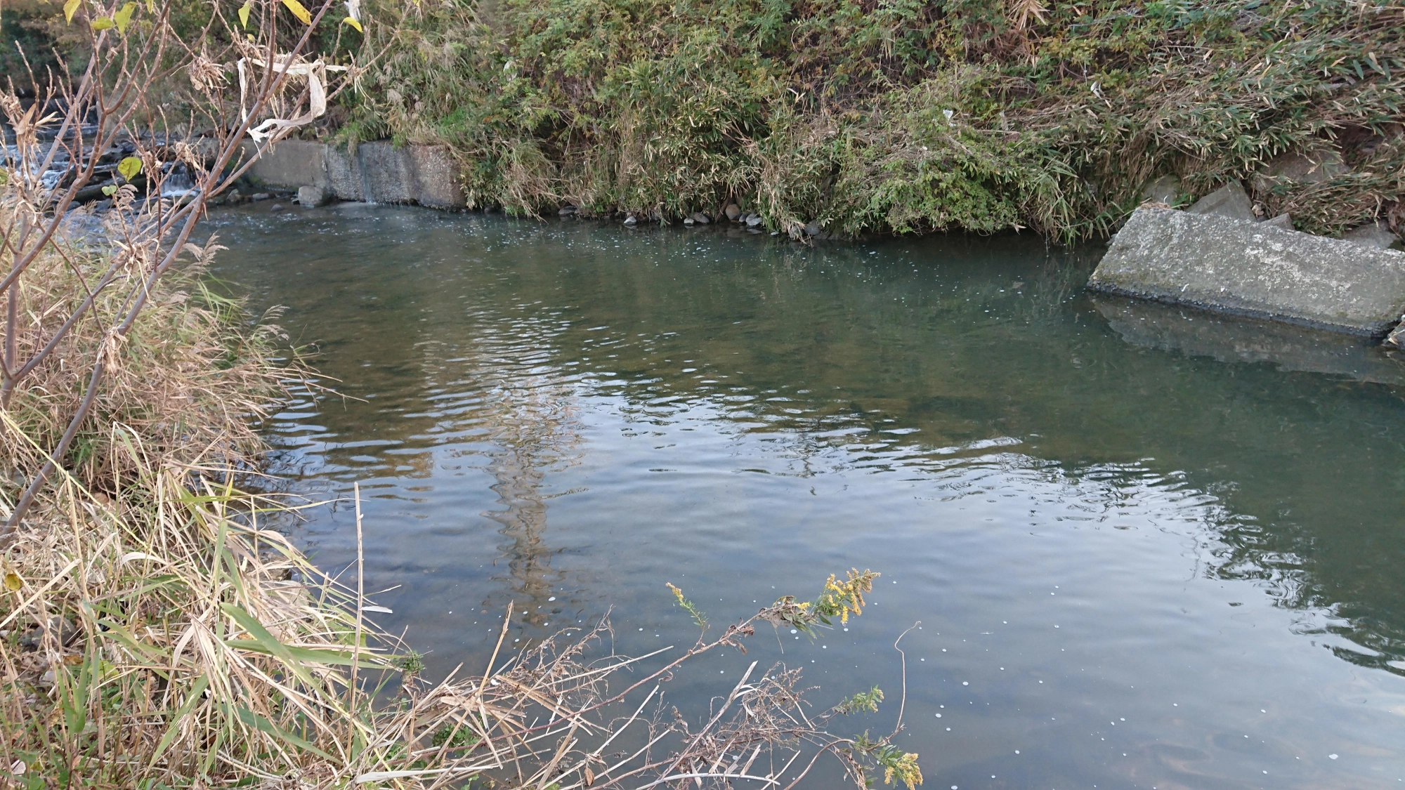底の石が見えるぐらいの浅いポイント。上流に投げて流れにのせて誘いをかける。