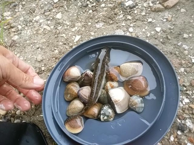 あさりハゼ