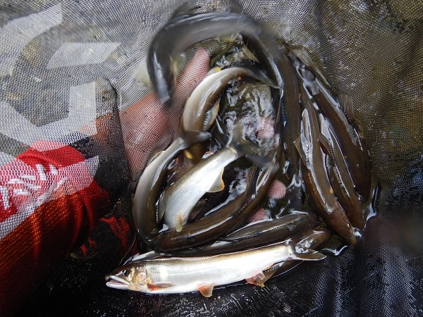 釣果