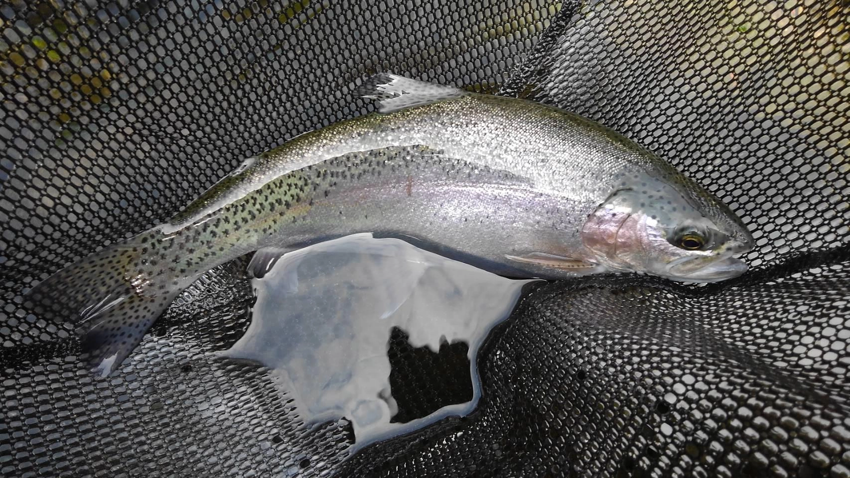 幅広で引きが強烈なニジマスが釣れました！
