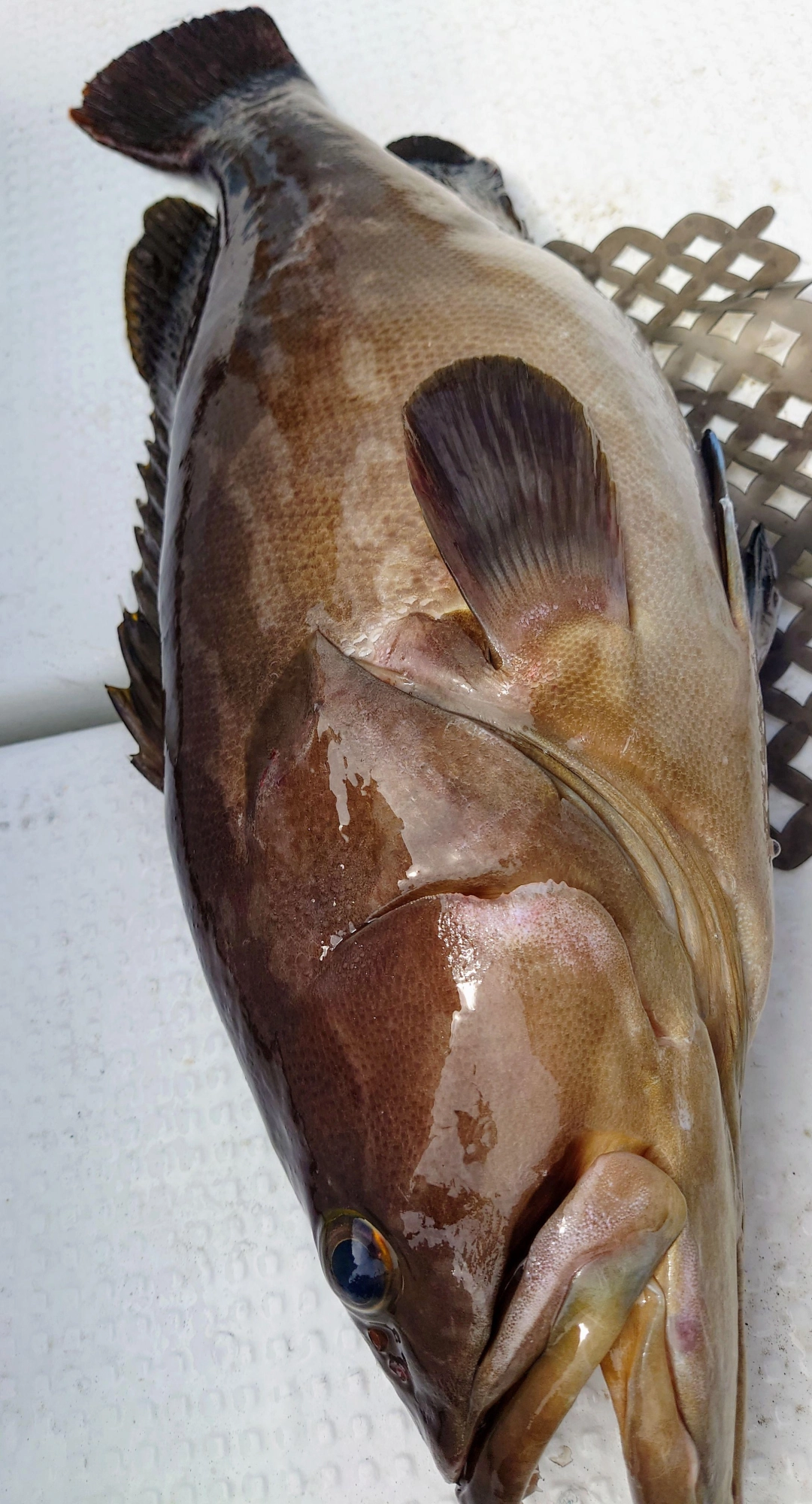 クエ60cm