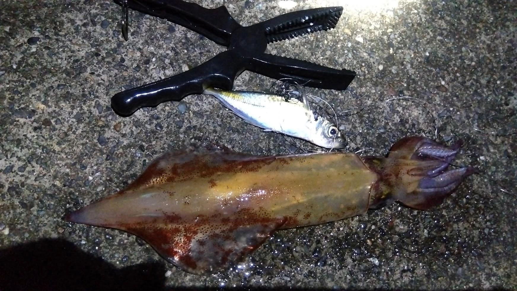 テンヤでも度々マルイカの重みを感じていますが、テンヤでは流石に釣れず泳がせで掛かりました。活き鯵の泳がせなんで手返し悪く、中々数が出せない感じです。