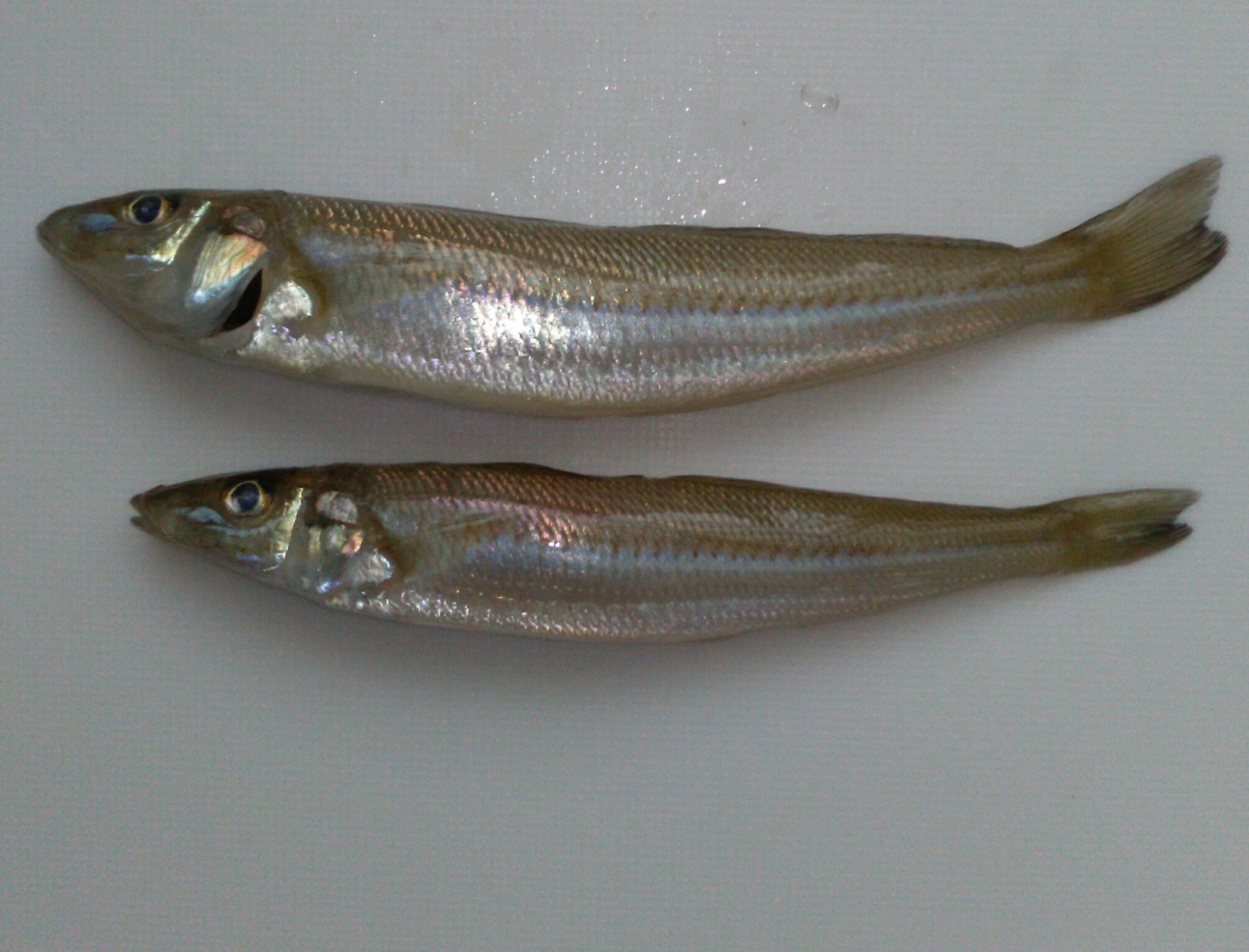 短時間でしたがキス釣れました。２匹だけでしたが他にもキスらしいアタリいくつかありました。またサビキでは豆アジも釣れていましたよ。