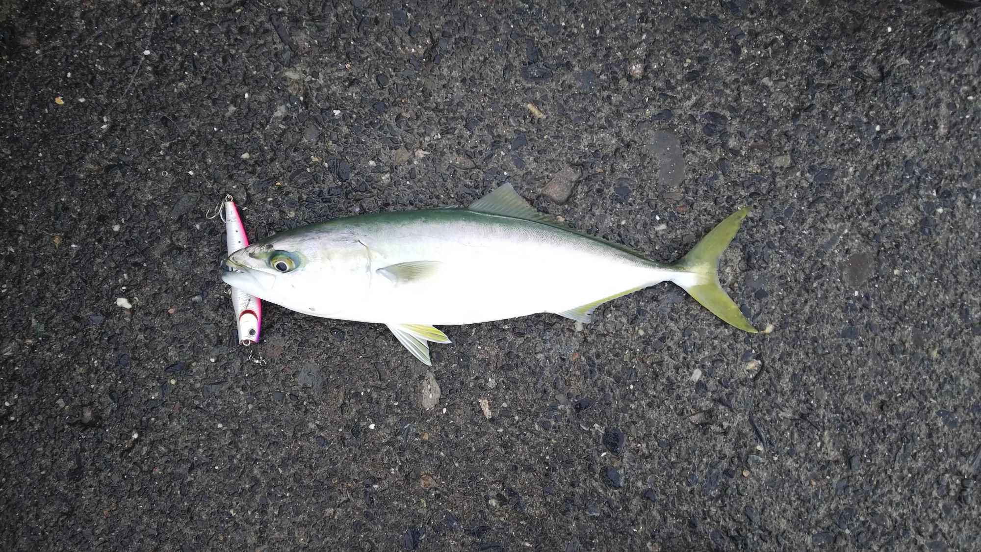 飛沫をあげてルアーにアタックしてきました
