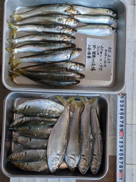 一部酢の物、一部カラ揚げ

サッパは5，6匹。