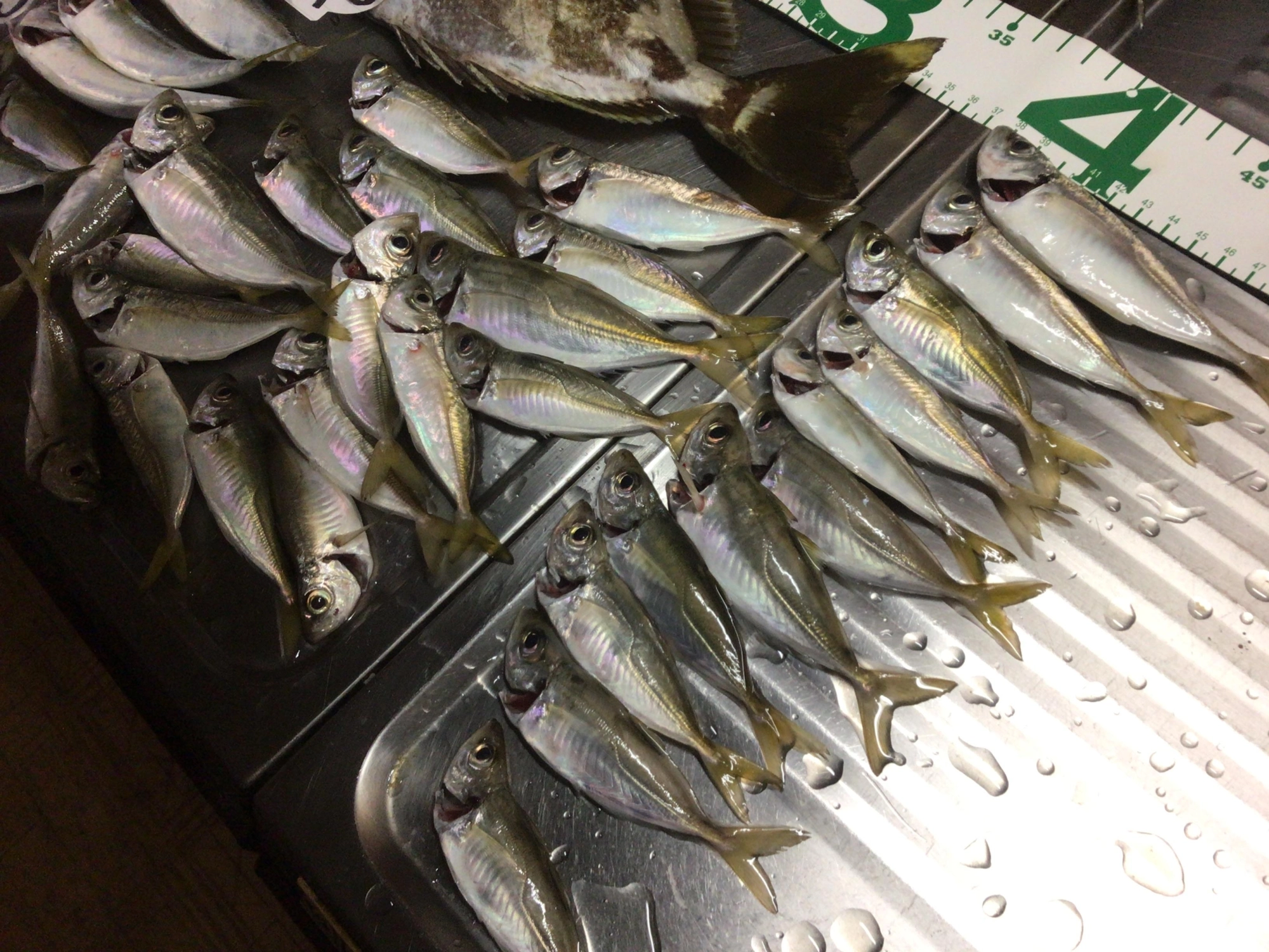アジ爆釣❗️、、、恵みに感謝デス❗️