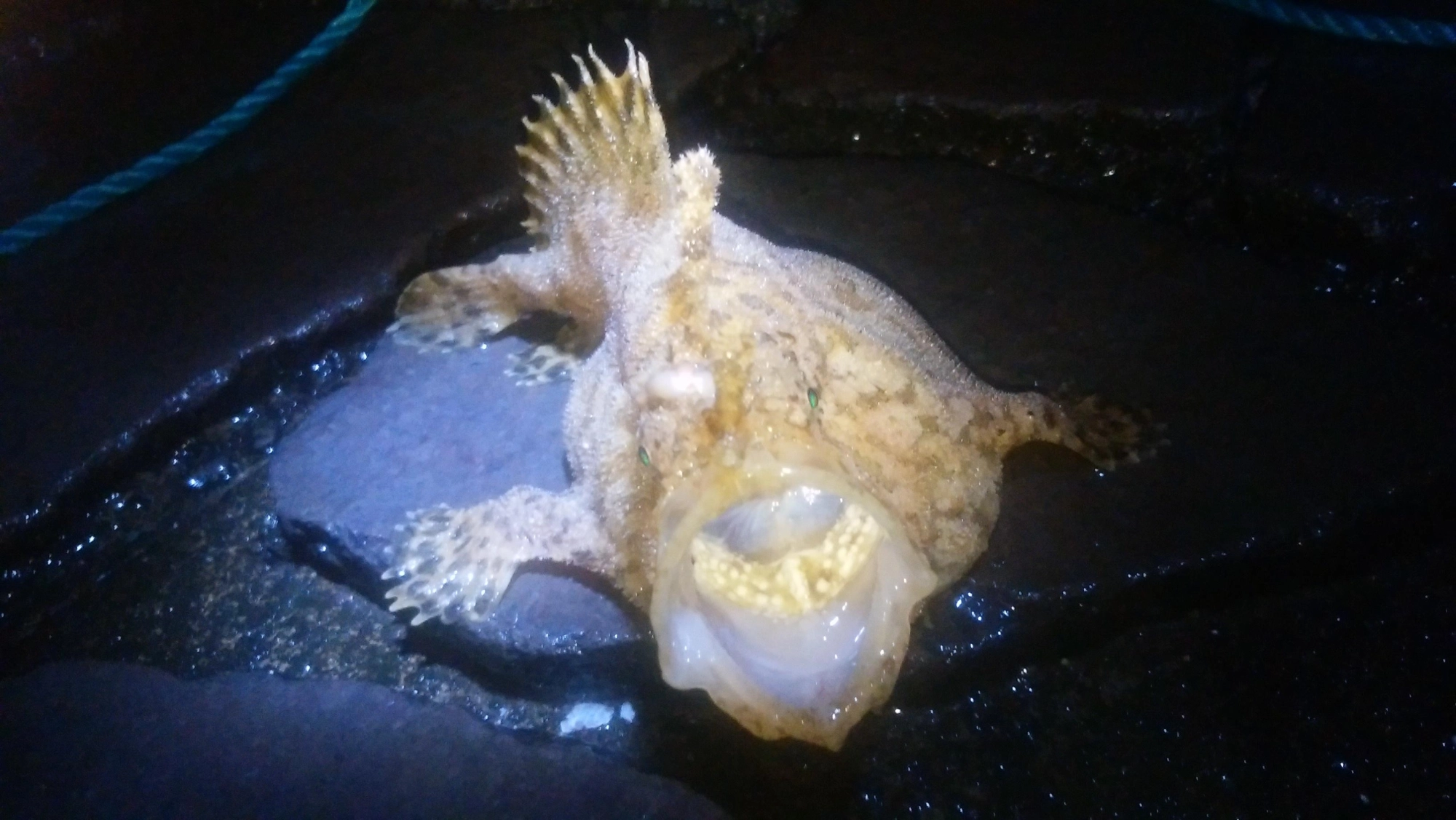 化け物？
