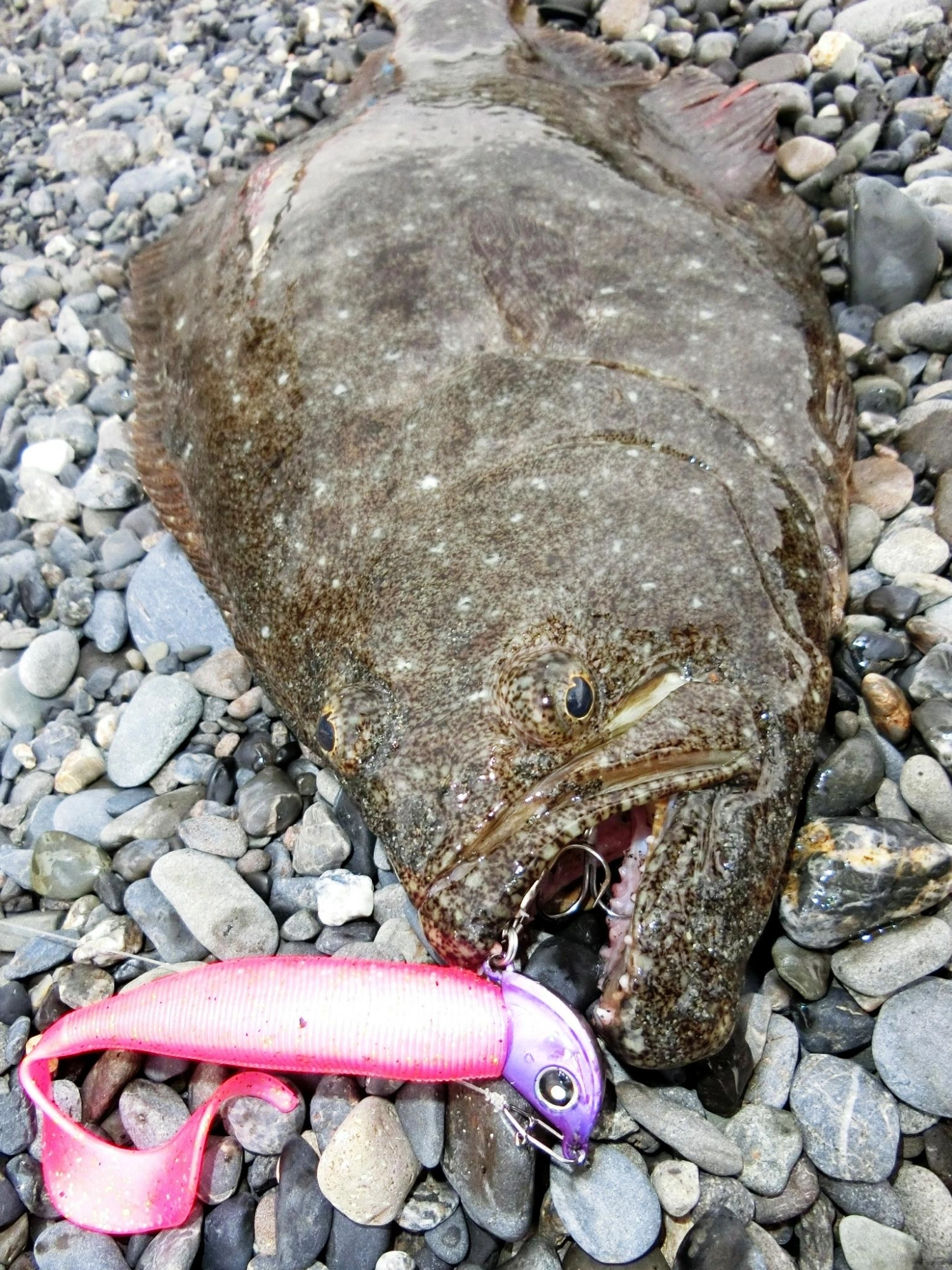 つりぐやさん　約5.5cm ヒラメ　鮃　ブローチ ハリミツ ポイントオリジナル 島原沖 遊動ヒラメ仕掛 O−786
