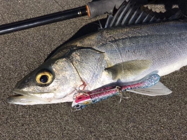 浜王28gブルーピンクイワシ