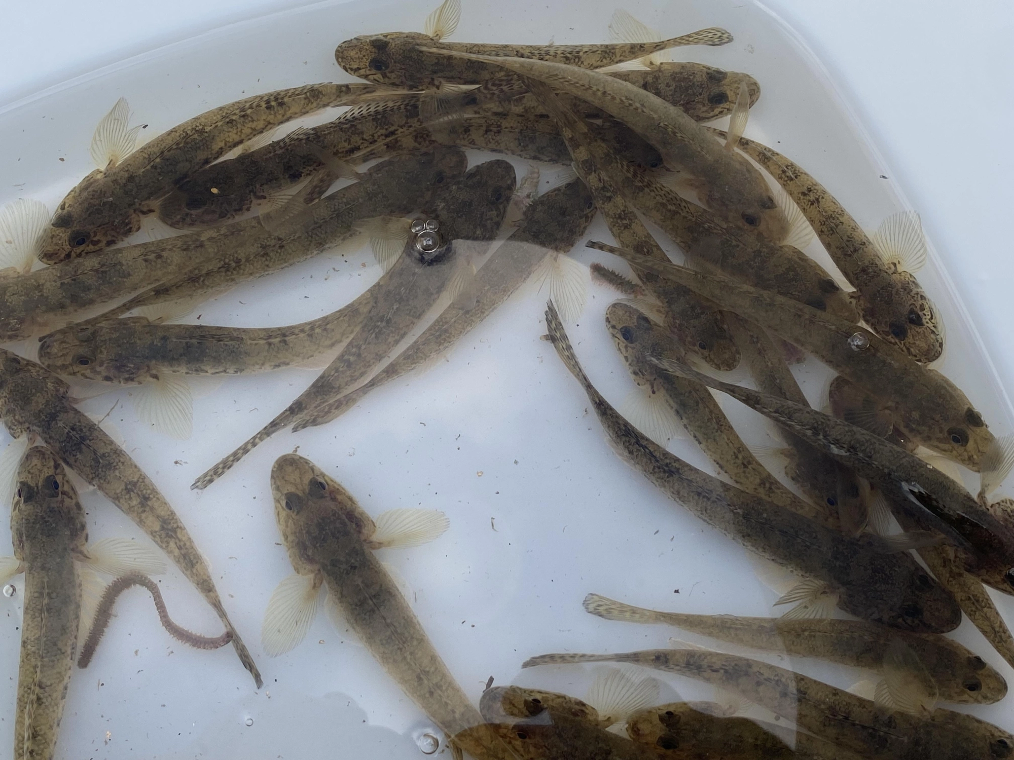 2時間ほどの釣果