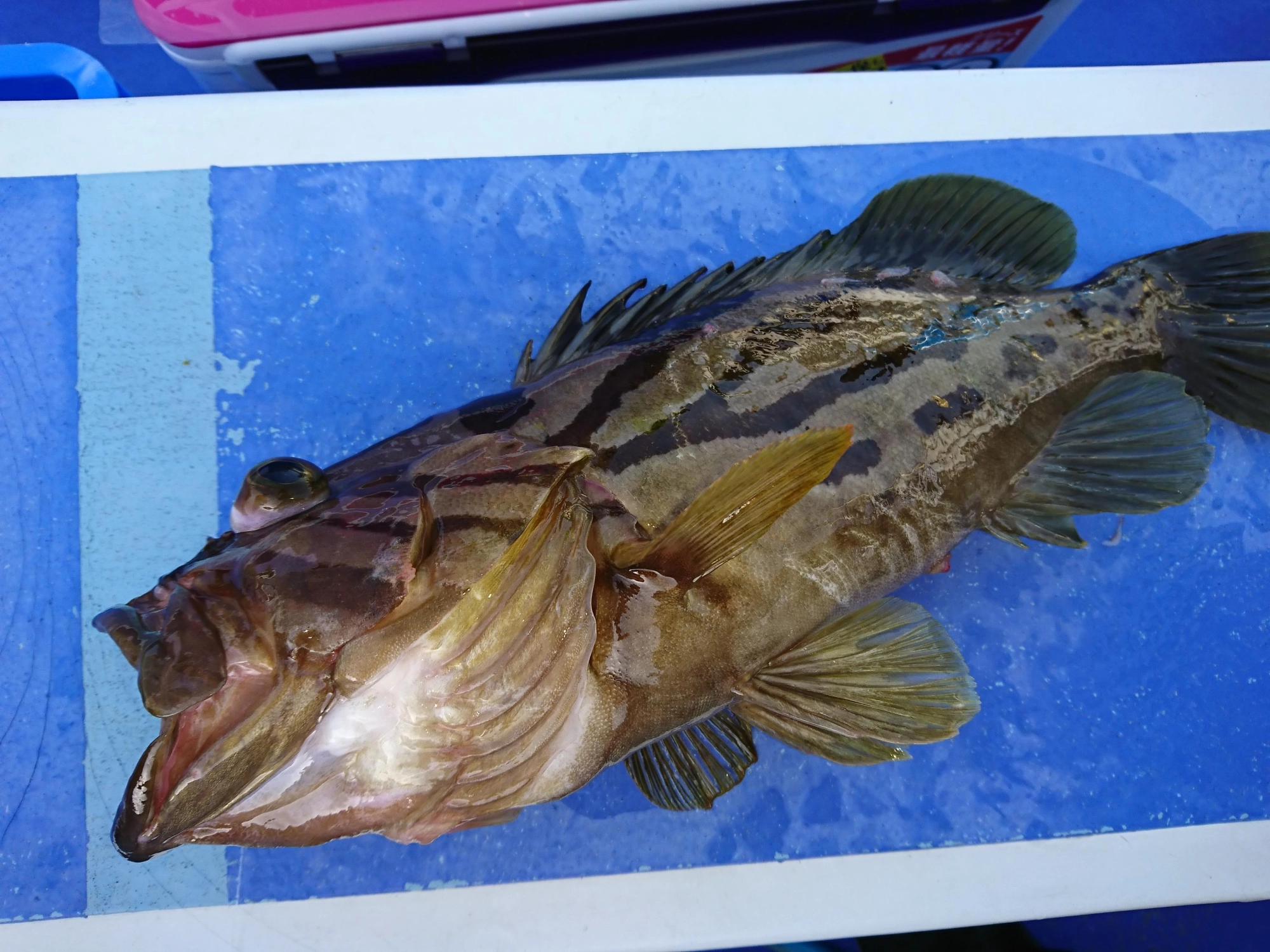 良型のホウキハタが釣れておりました！