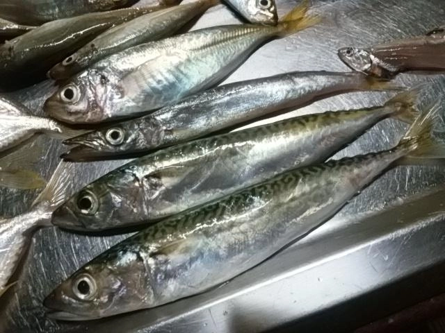 サバ、カマス