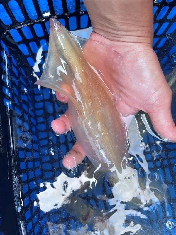 マルイカのサイズがかなり大きいです!!サイズが大きいので、直結仕掛けでバラシ連発してしまいました。