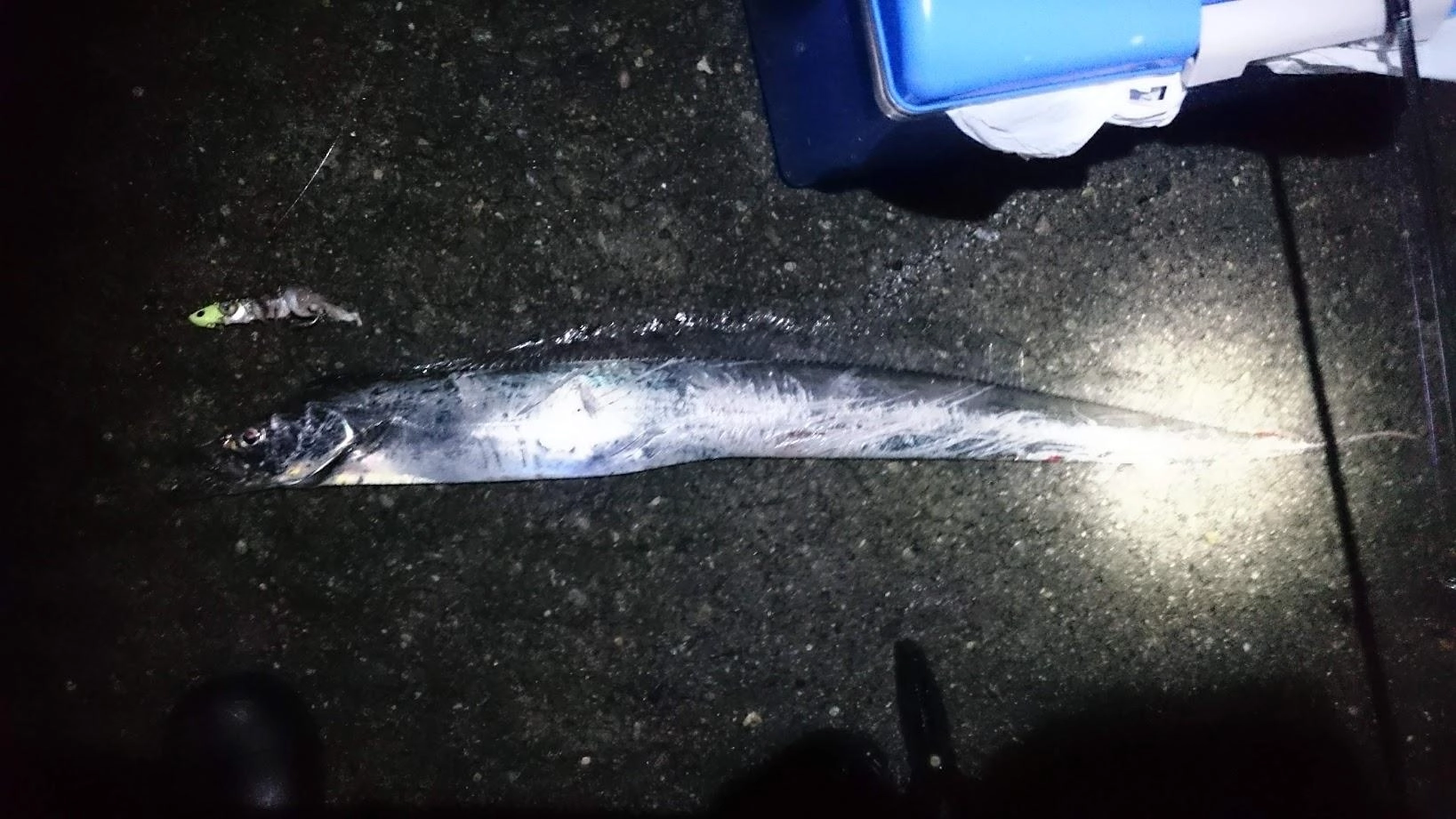 相変わらずウルメイワシがいなくて太刀魚の魚影が薄いです。1バイトを即合わせでなんとか１匹ゲットでした。