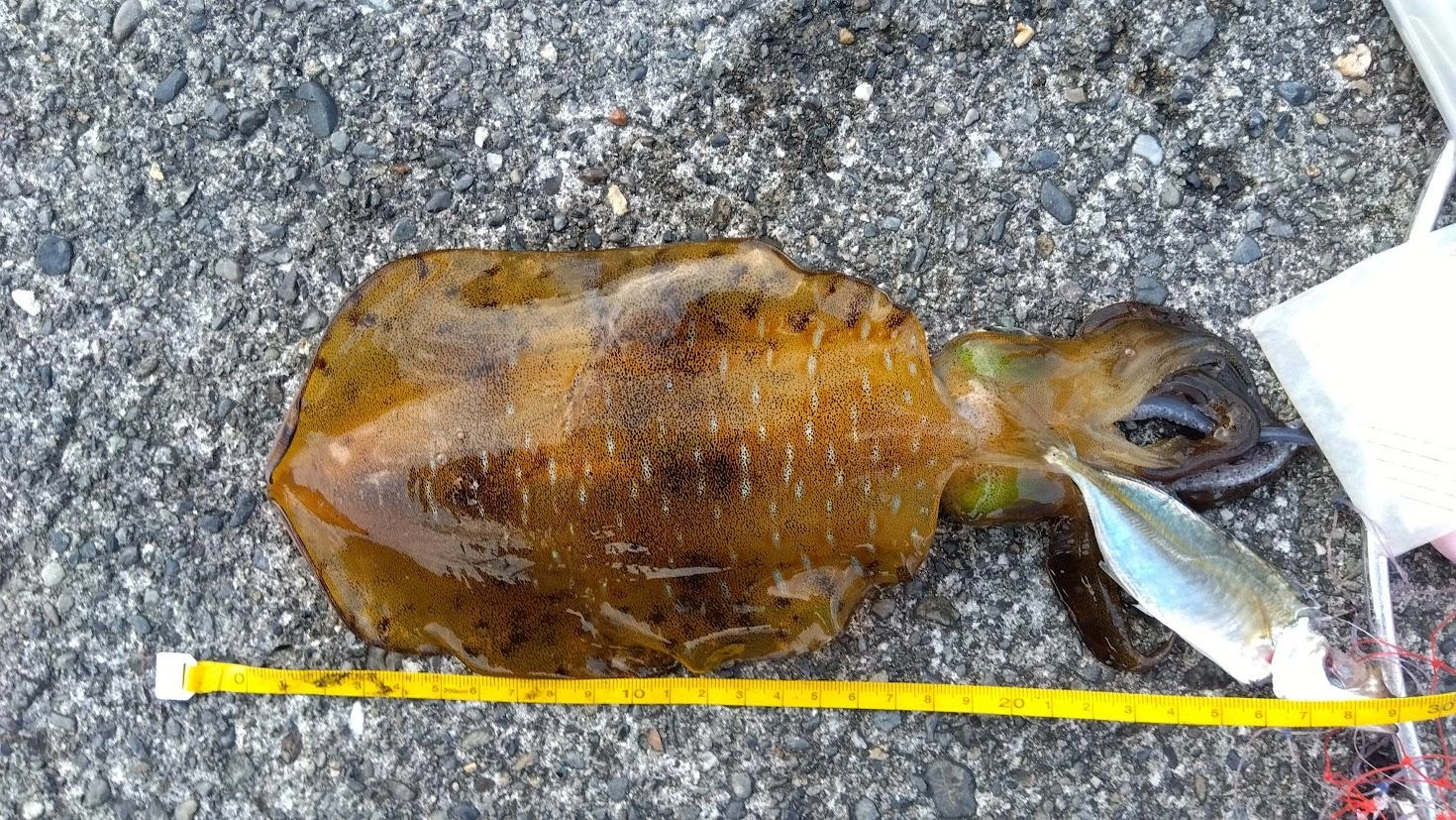 いつもはワイヤーハリスを使用するのですが、今年は太刀魚がサッパリなので細めのフロロハリスが使えます。
やはり、細くすると釣りやすくなる気がします。
あとどうもちょっと堤防から離れた深場にいるようなので、棚深めでウキちょい投げしたのが良かった気がします。