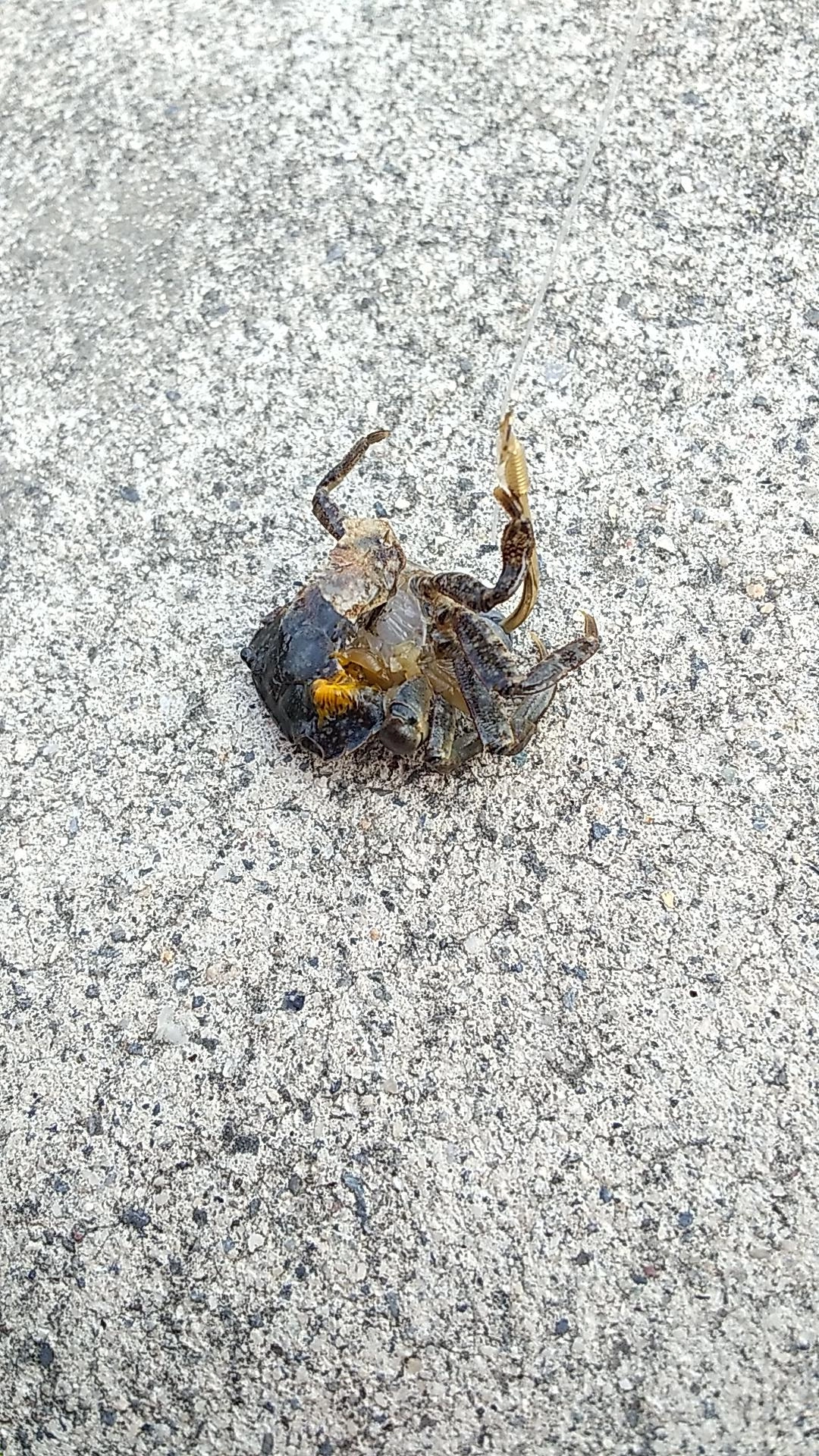 夕方につぶされた岩ガニ！