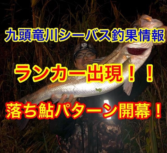 九頭竜川シーバス釣果情報】落ち鮎パターン炸裂！ついに出た