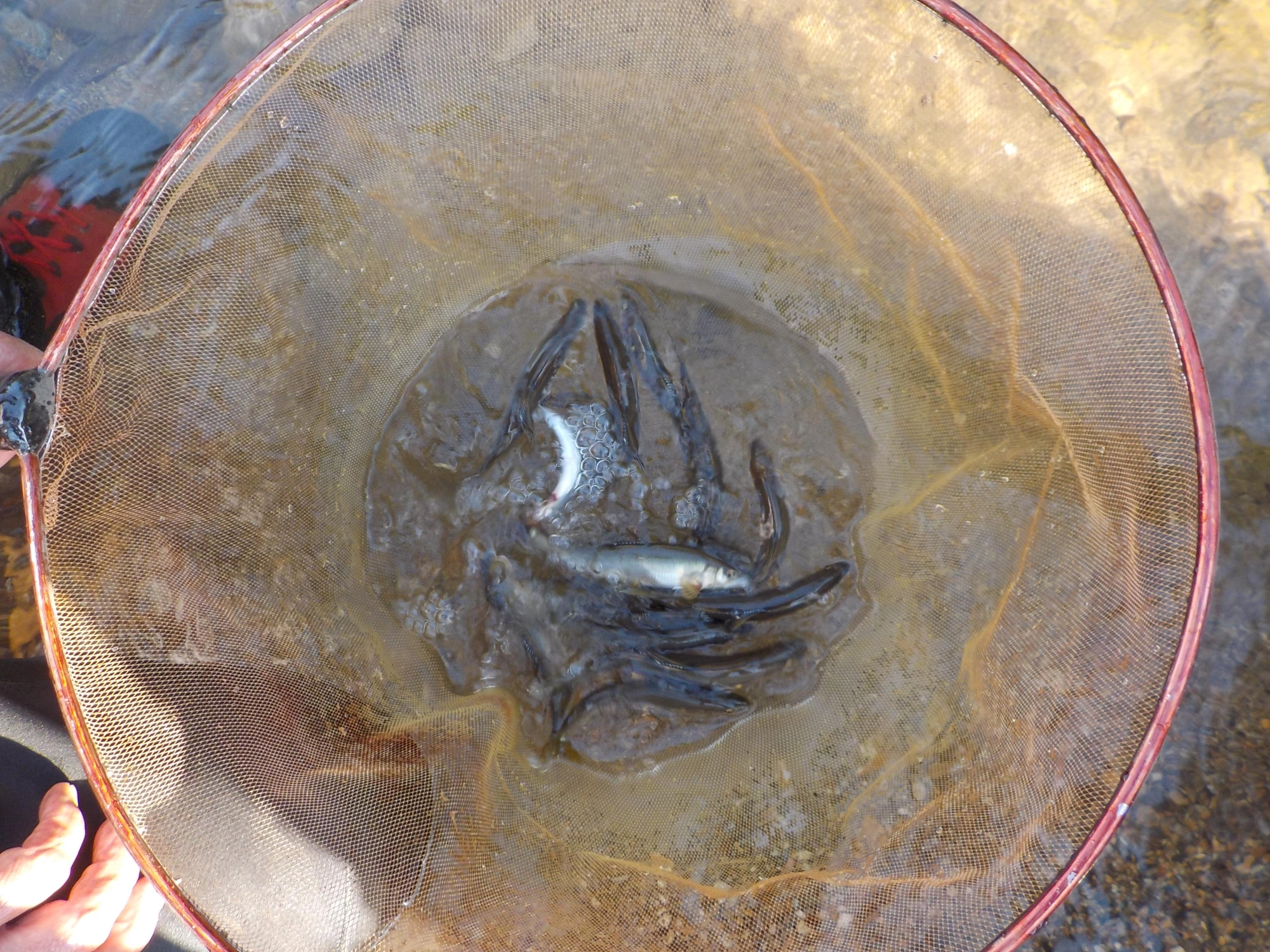 小型ながら20尾の釣果でした。