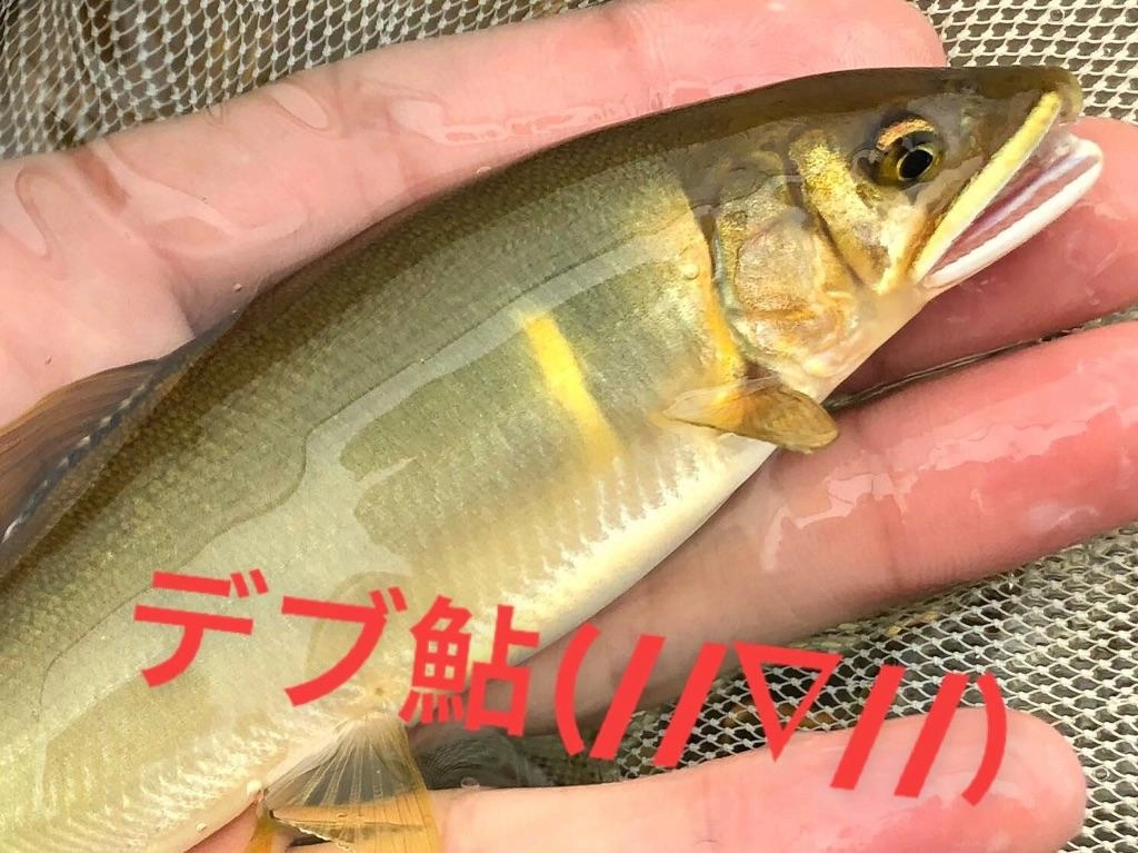 肥えた鮎が多く釣れました！