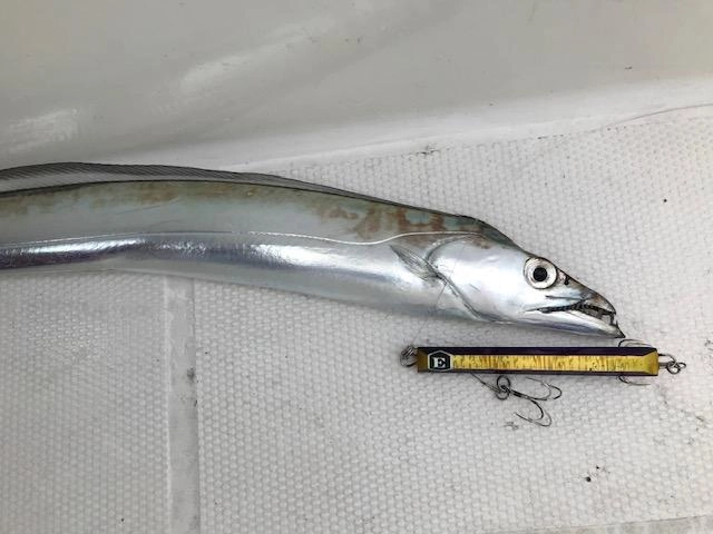 ジギングではエデュース　キッカー240ｇが良く釣れました！！