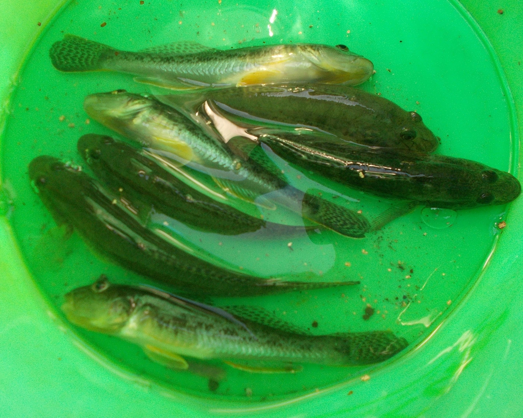 1時間弱の釣果、大きいサイズのみキープして残りはリリース。