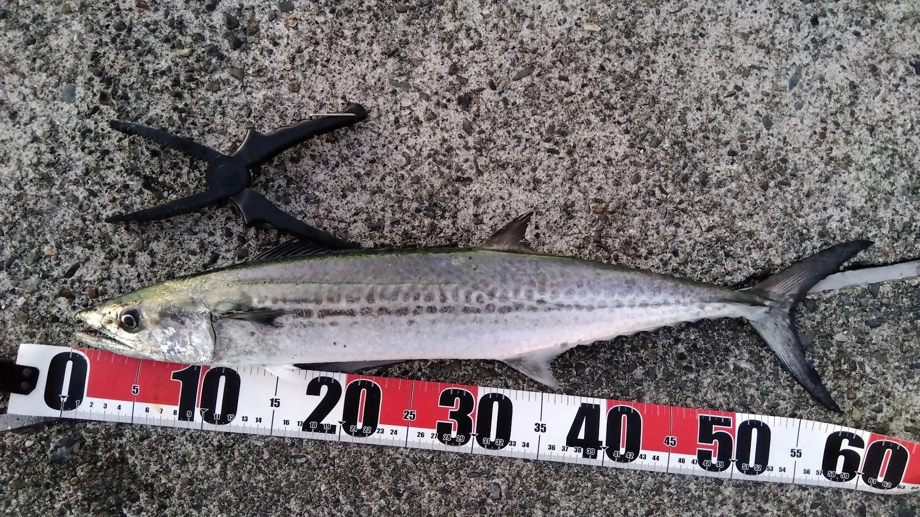 最初あまり引かないのでイカだと思い、魚影でシーバスかと気を抜いて浮かせるとサゴシでした
ロデオ針をワイヤーでトレブルフックに付けており、上手くワイヤーが機能してました
でなければあっさり切れてたとこでした