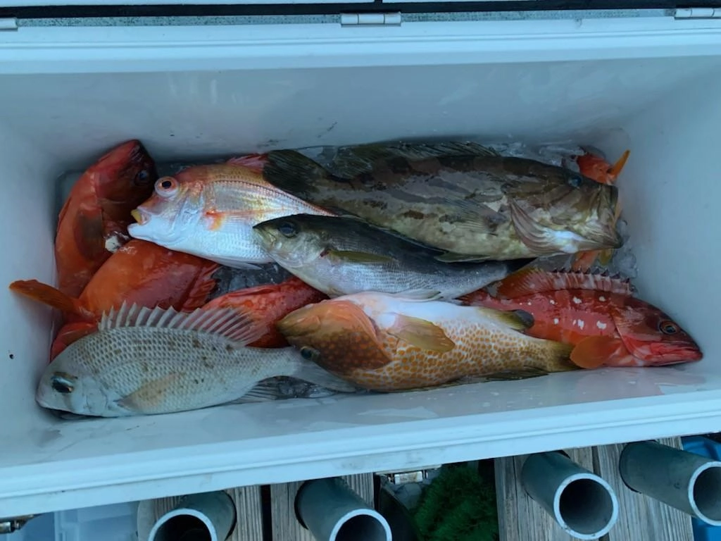 小型の魚はリリースしましたがそれでもなかなかの釣果でした。ハタ系は種類が豊富なエリアです！