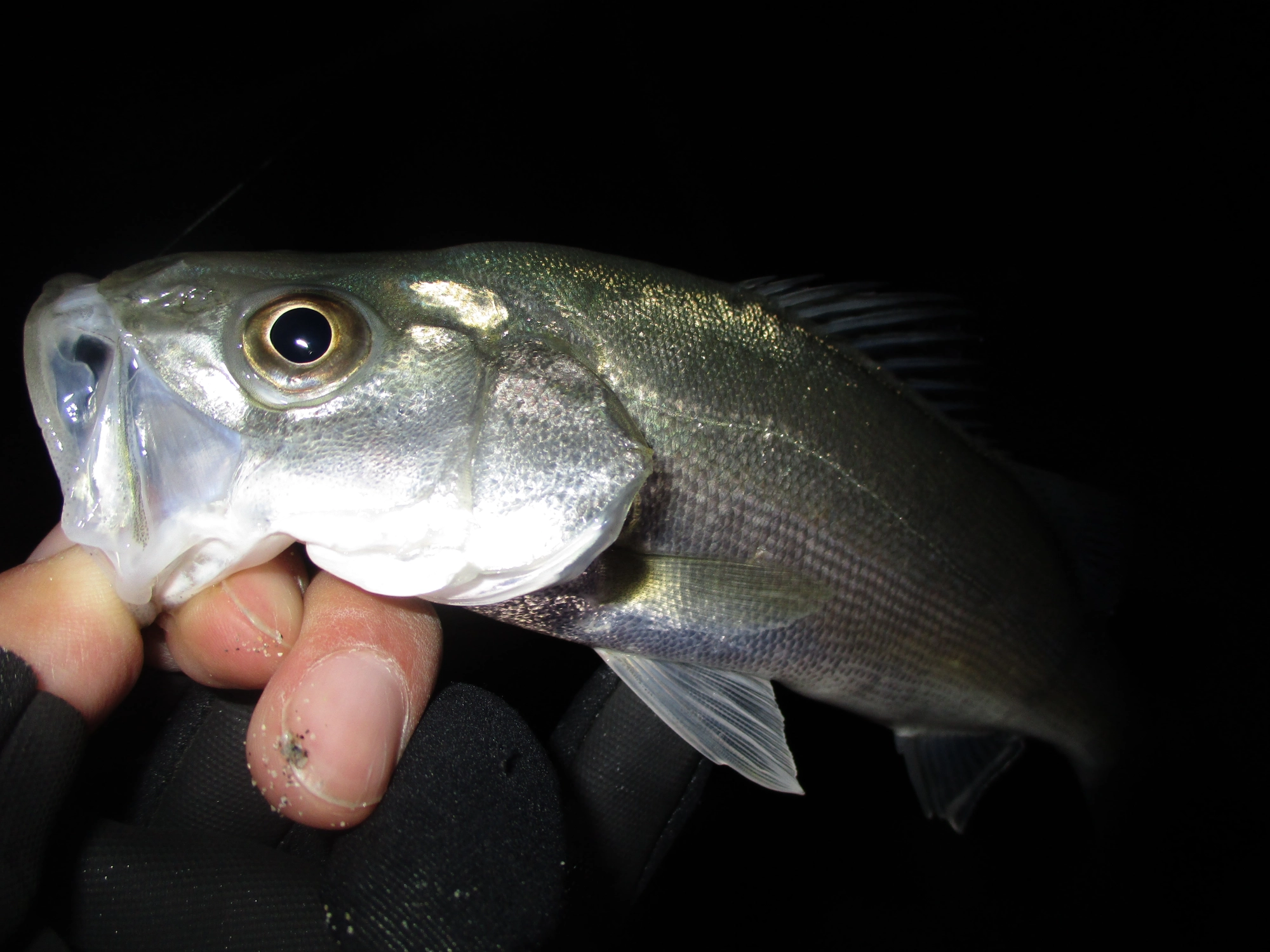 ドリフトで釣れたセイゴ。このサイズでもメバルロッドだと良く引きます！