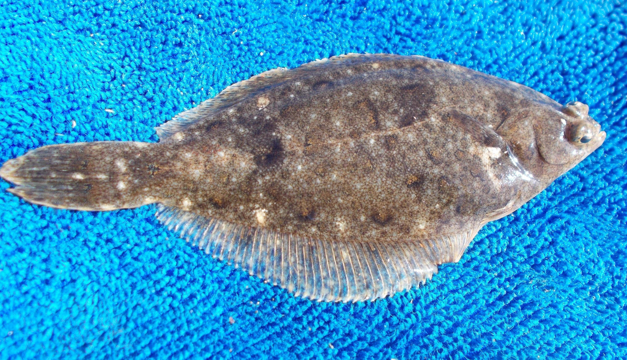 今なら『カレイ』が狙える！！ただ・・・なかなか釣れないのがつらい所。落ちキス狙いながらのんびり狙ってみてはいかがですか？