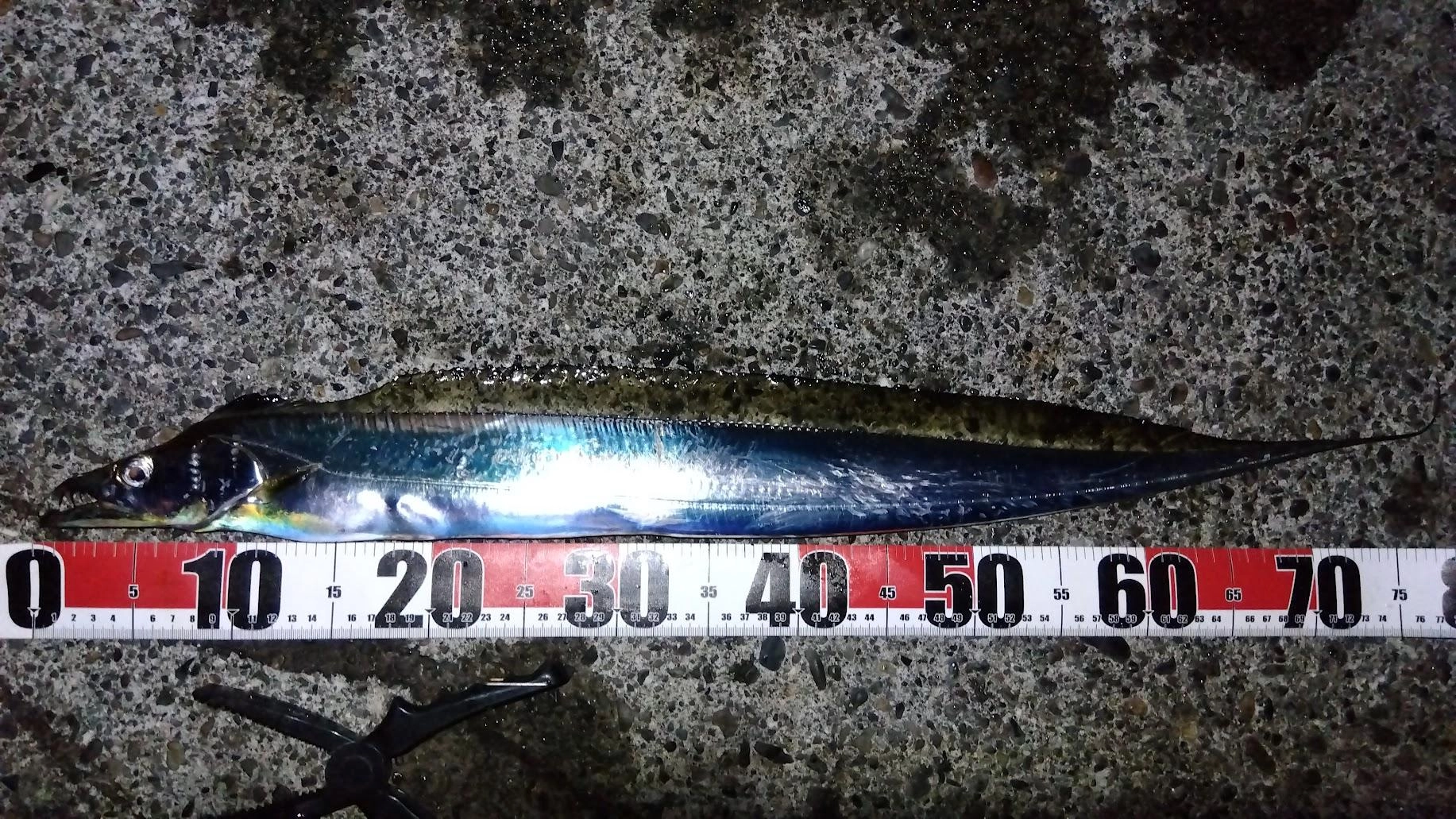 いつもはイカを釣ったところで撤収ですが、昨日泳がせで５切られの情報があり、太刀魚を粘ってみました。
１回目はカマスでライン切れ、２回目は仕掛けを太刀魚用のワイヤー仕掛けに替えて半分食い逃げ、最後に釣りあげました。
口外掛かりですが、返し付きのグライダーでとれました。