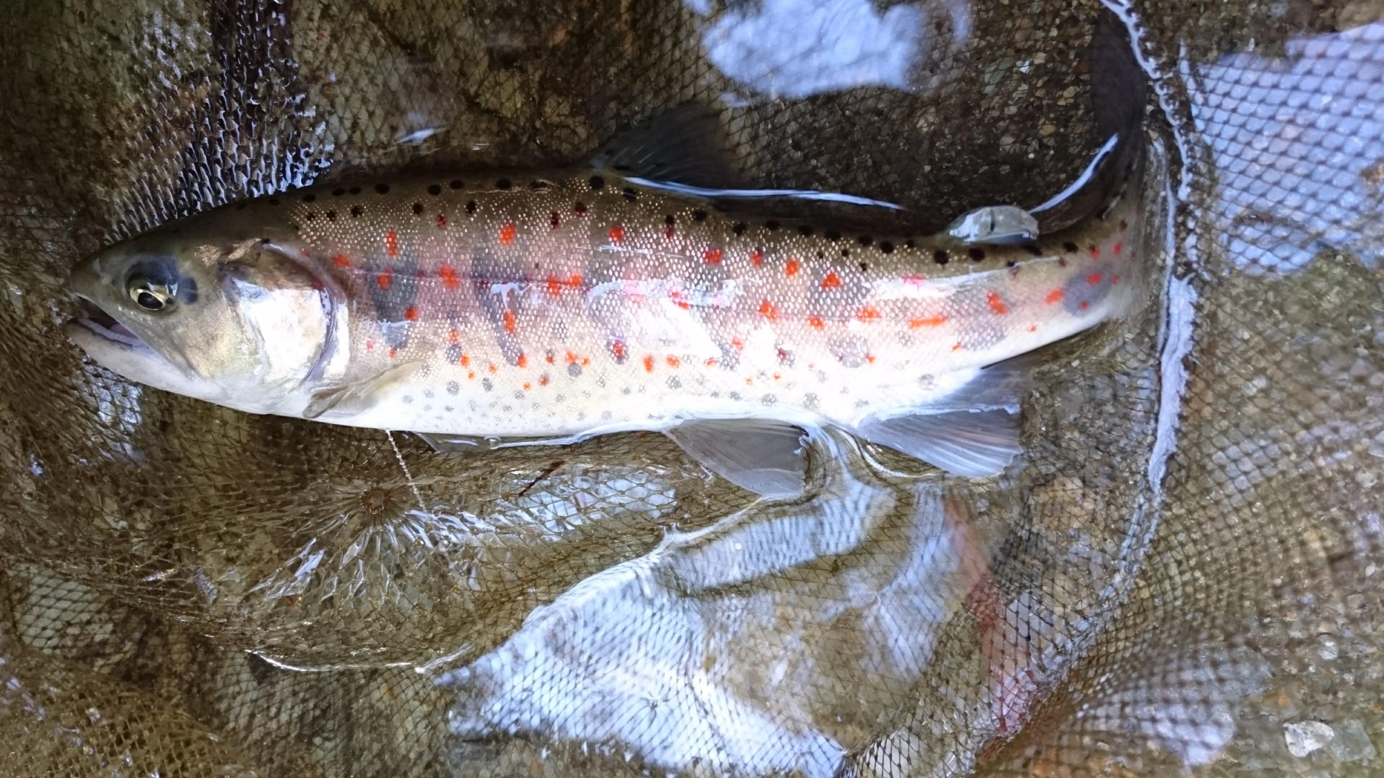渇水ですが綺麗なアマゴが釣れました！