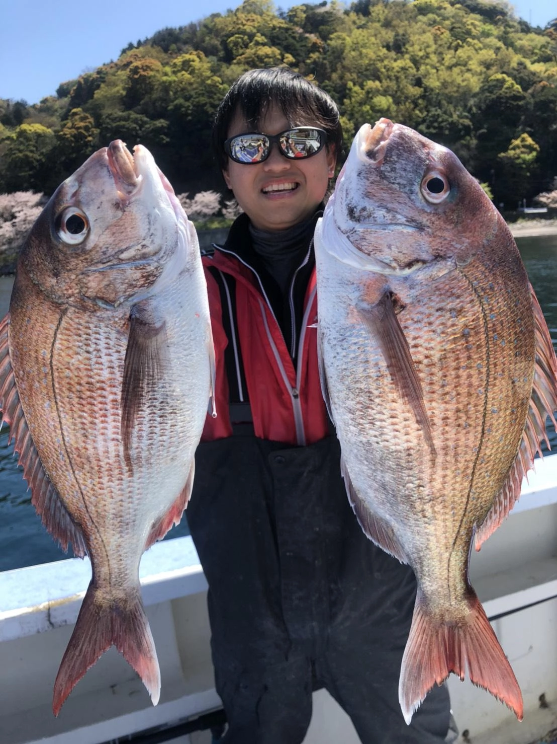沼津湾内乗っ込みマダイ！好調です！！