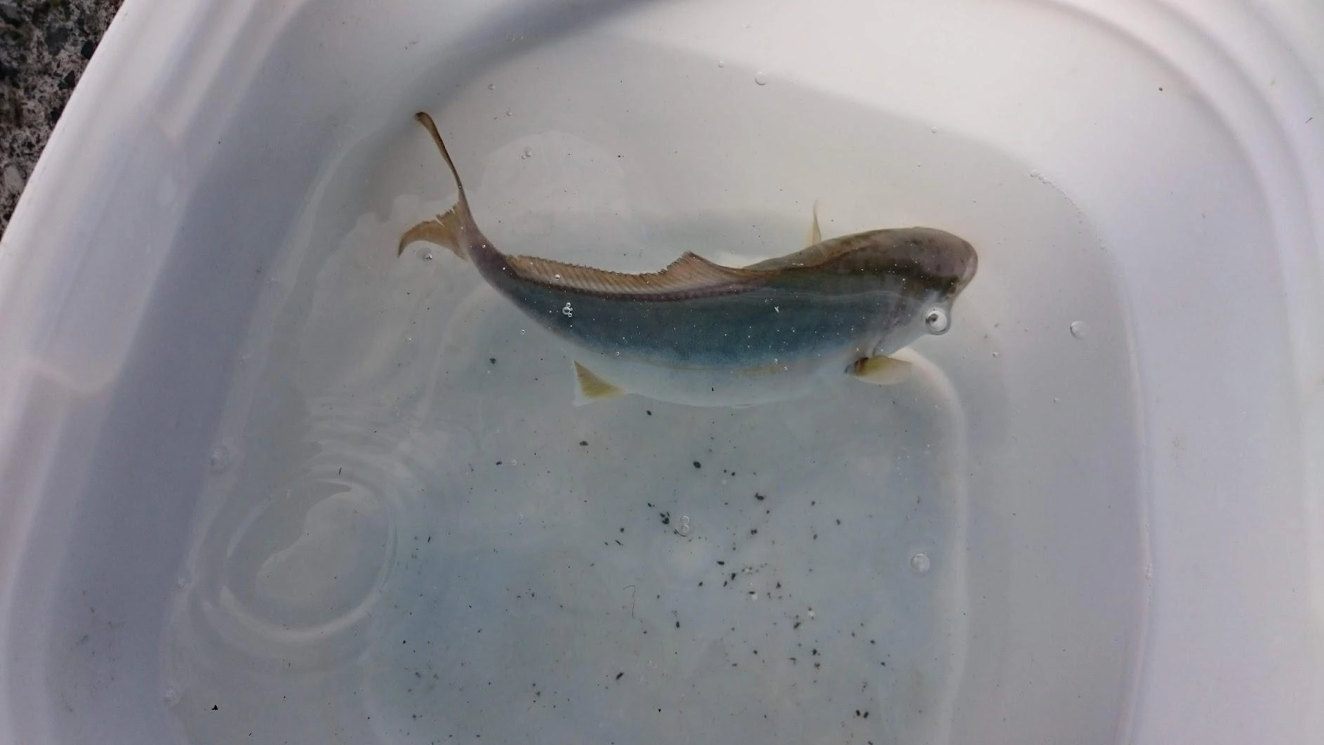 サビキ回収でかかりましたが、流石に小さすぎるので即お帰り頂きました。40㎝以上になってから帰っておいで。