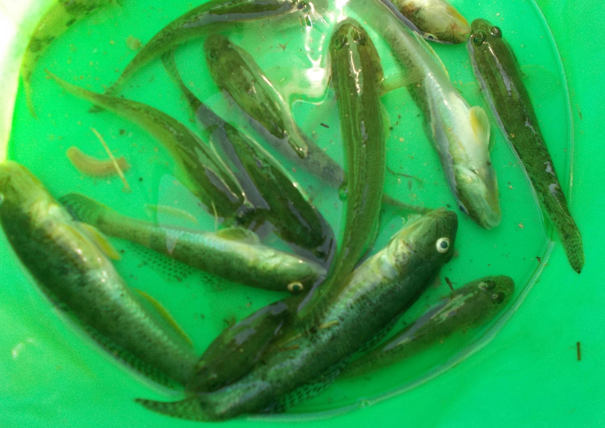 開始して30分くらいの釣果、釣れたハゼをエサに場所を変え泳がせで３時間ほど狙いましたが・・・（また次回に期待して下さい）後半戦再びハゼを狙いました。