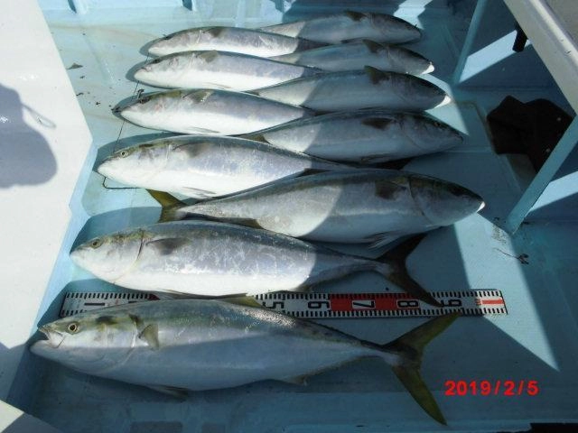片舷だけのマル ワラササイズ 11匹、反対側はマル ワラササイズ 7匹、マル ワラササイズ船中18匹 上がりましたッ(^-^)