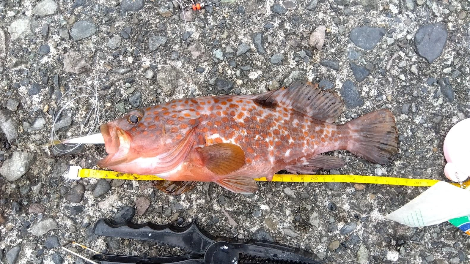 胴付き泳がせは、カマスと小鯵で何度も潜られラインブレイク。最後になんとか引張り出したのはキジハタでした。